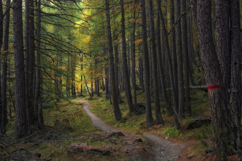 Hidden Trail